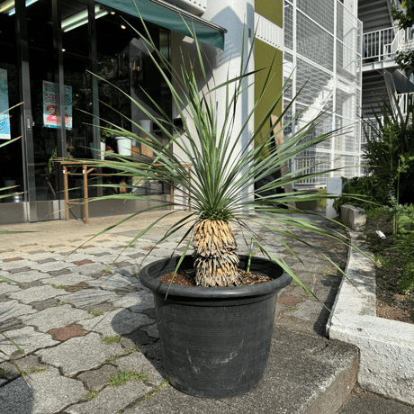 一点もの観葉植物　ロストラータ