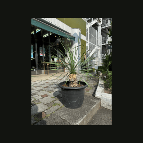 一点もの観葉植物　ロストラータ