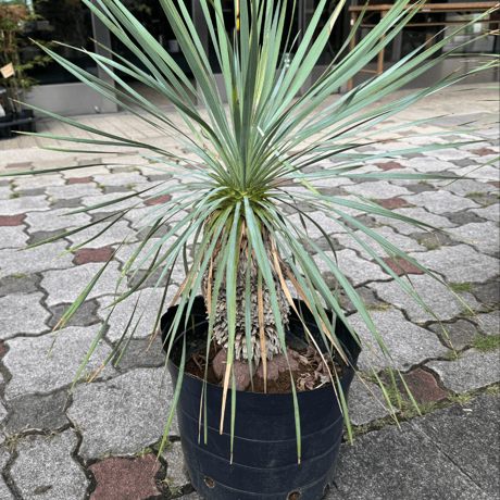 一点もの観葉植物【ロストラータ小】