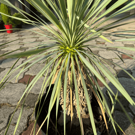 一点もの観葉植物【ロストラータ小】