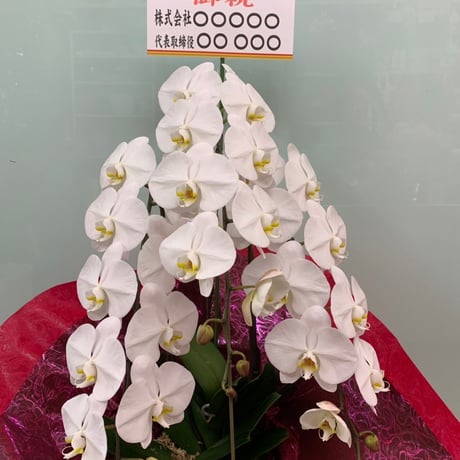 胡蝶蘭　白　大輪　3本立ち