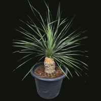 一点もの観葉植物　ロストラータ