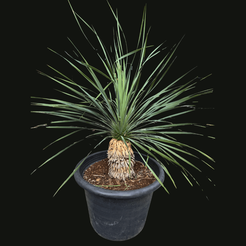 一点もの観葉植物 ロストラータ | モナミオンラインショップ