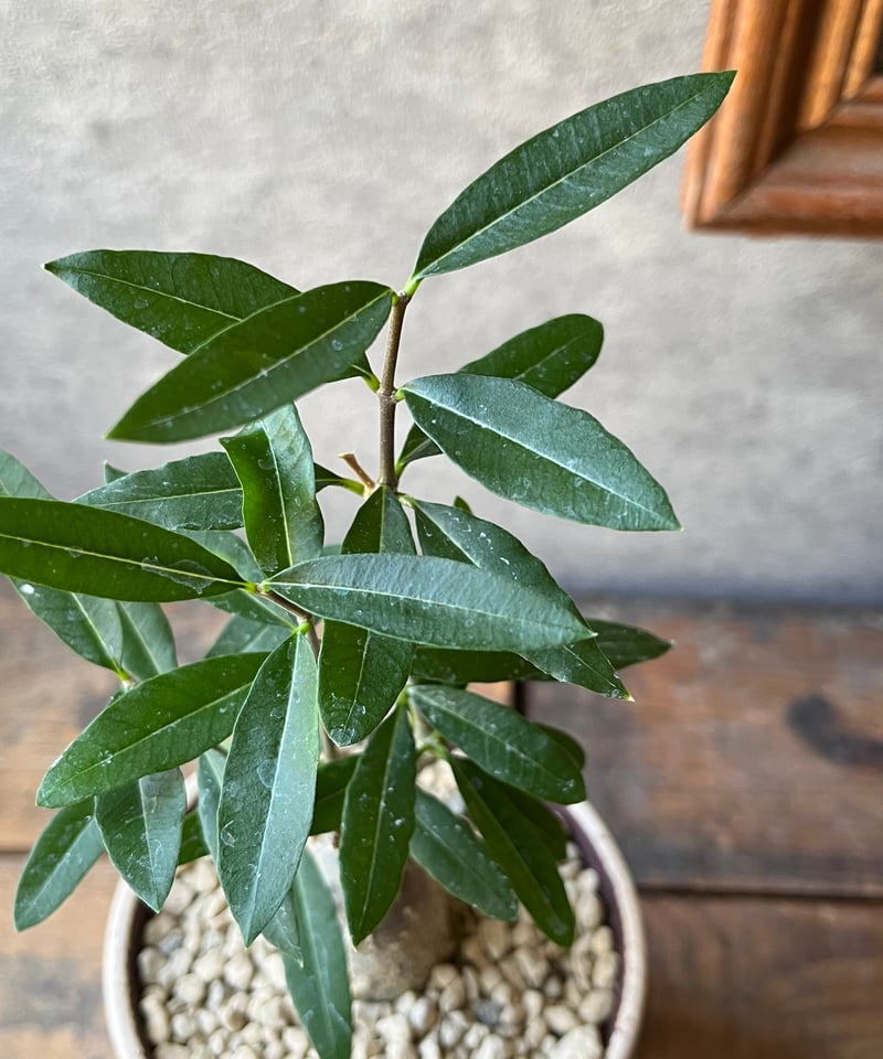 Fockea edulis フォッケア エデュリス 火星人 | ¨MONKEY TREE¨