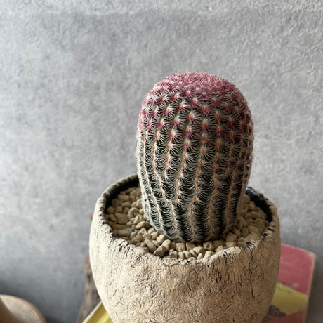 紫太陽　群化 紫太陽 群化