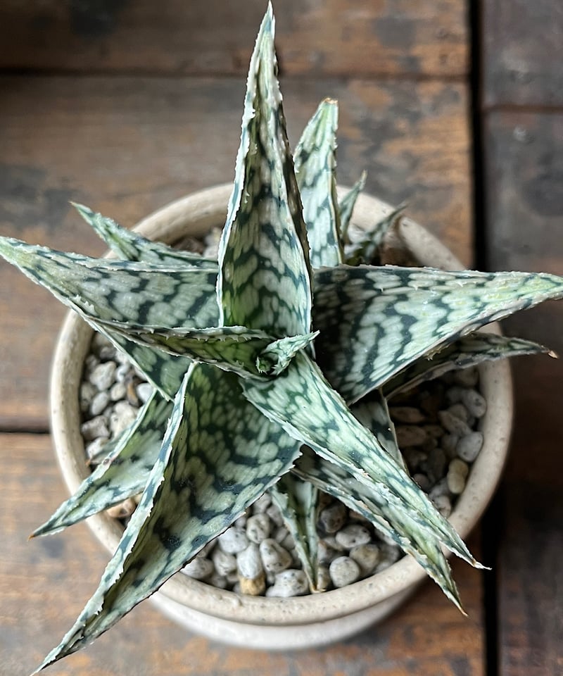 Aloe 'Blizzard' アロエ ブリザード | ¨MONKEY TREE¨ by SA