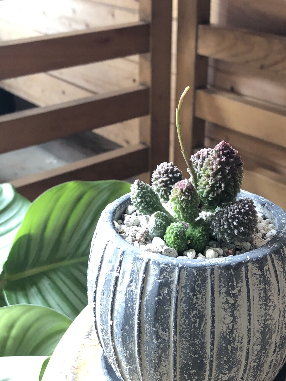 Adromischus marianiae var. herrei 'Red dorian'