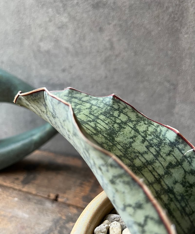 Sanseveria kirkii Silver Blue サンスベリア シルバーブルー |