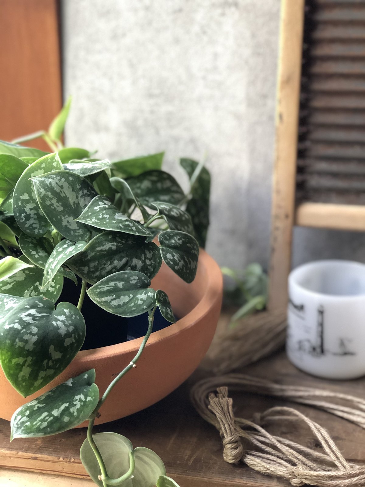 スキンダプサス バクダパティ斑入り　c1 スワーナブミB級品のおまけ付き Happy Scindapsus Sunday🌿 Scindapsus silver knight variegata