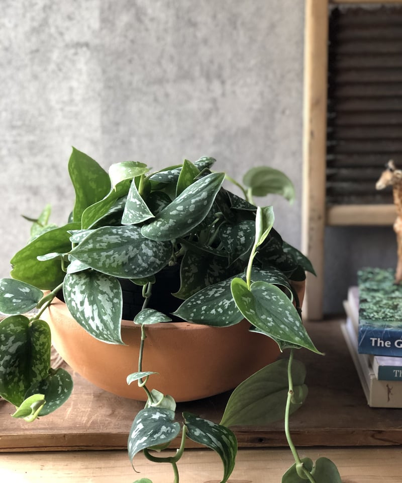 超希少】発根済み スキンダプサス・ピクタス・マハリカ 斑入り トップ