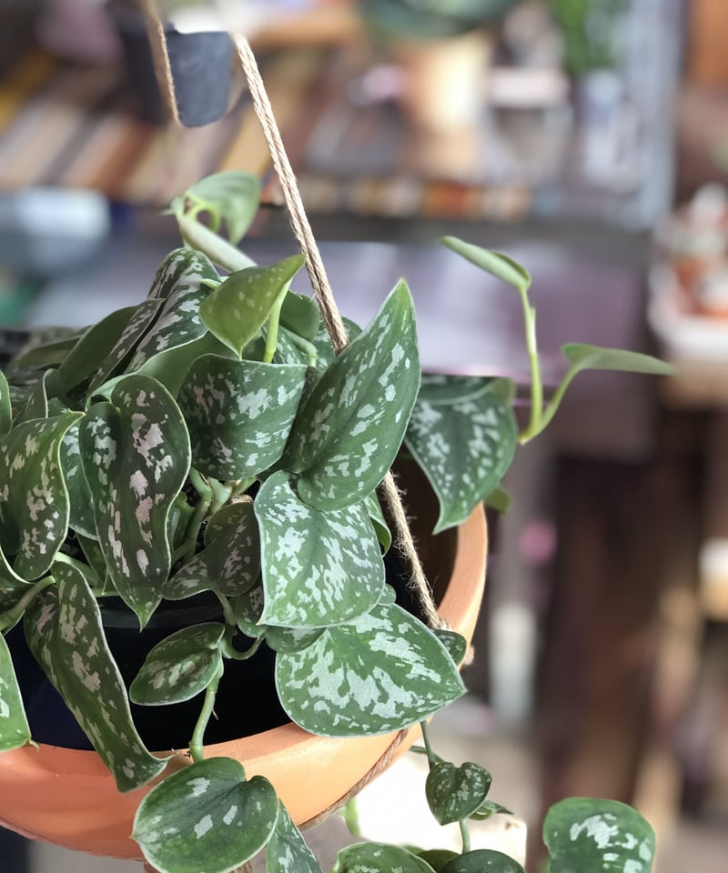 スキンダプサス 綺麗な斑入り セットL3 スキンダプサス セット 3