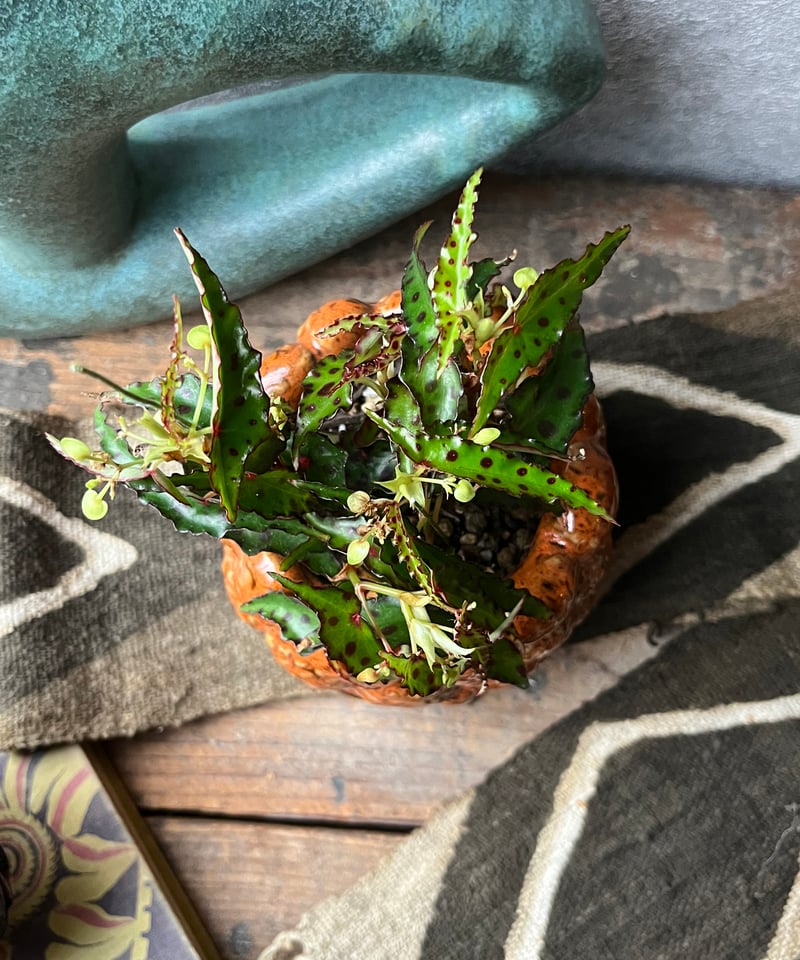 Begonia amphioxus ベゴニア アンフィオクサス | ¨MONKEY TREE¨