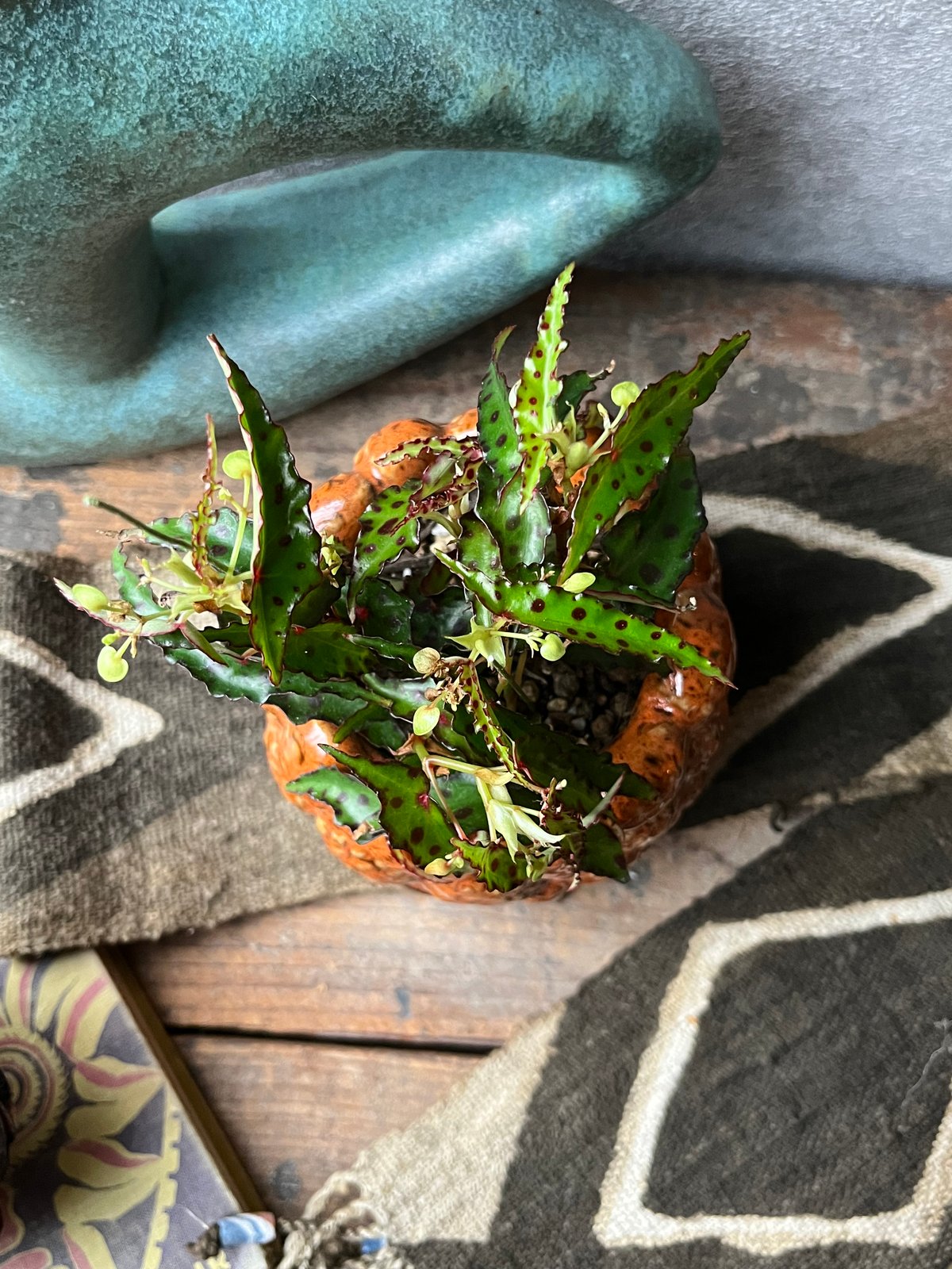 Begonia amphioxus ベゴニア アンフィオクサス | ¨MONKEY TREE¨