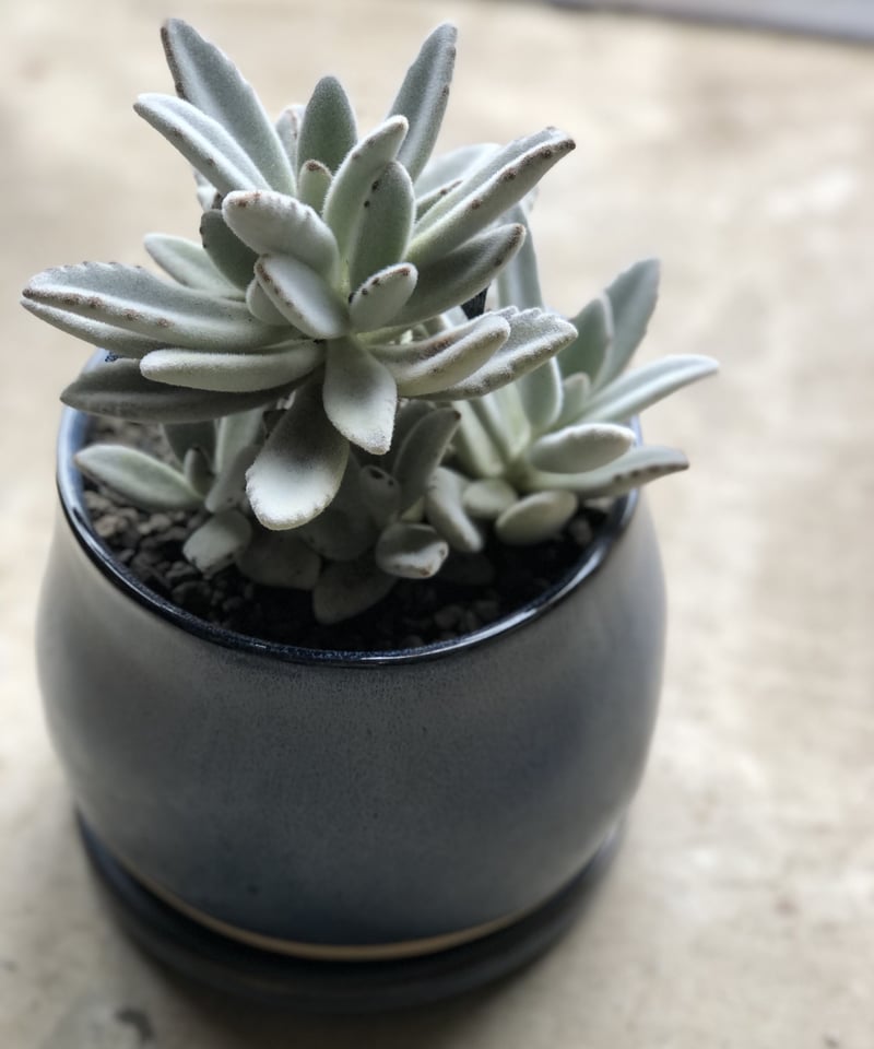 1点もの】Kalanchoe tomentosa 月兎耳ツキトジ | ¨MONKEY TRE