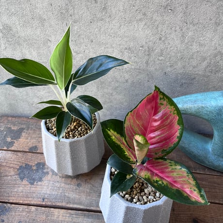 特価 朝方迄限定特価 Aglaonema pictum 【Weed】 Weed】Aglaonema pictum - メルカリ