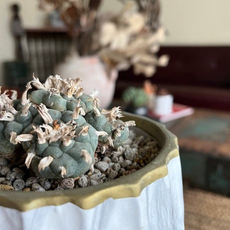 ロフォフォラ烏羽玉 | STORES