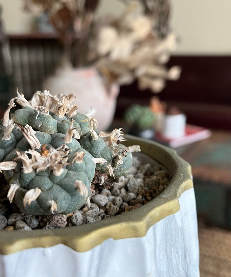 1点もの】Lophophora williamsii ロフォフォラ 烏羽玉 ウバダマ