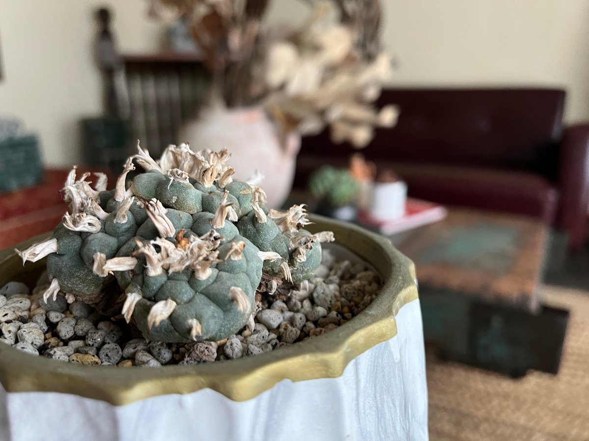 1点もの】Lophophora williamsii ロフォフォラ 烏羽玉 ウバダマ 1点もの】Lophophora williamsii ロフォフォラ 烏羽玉 ウバダマ