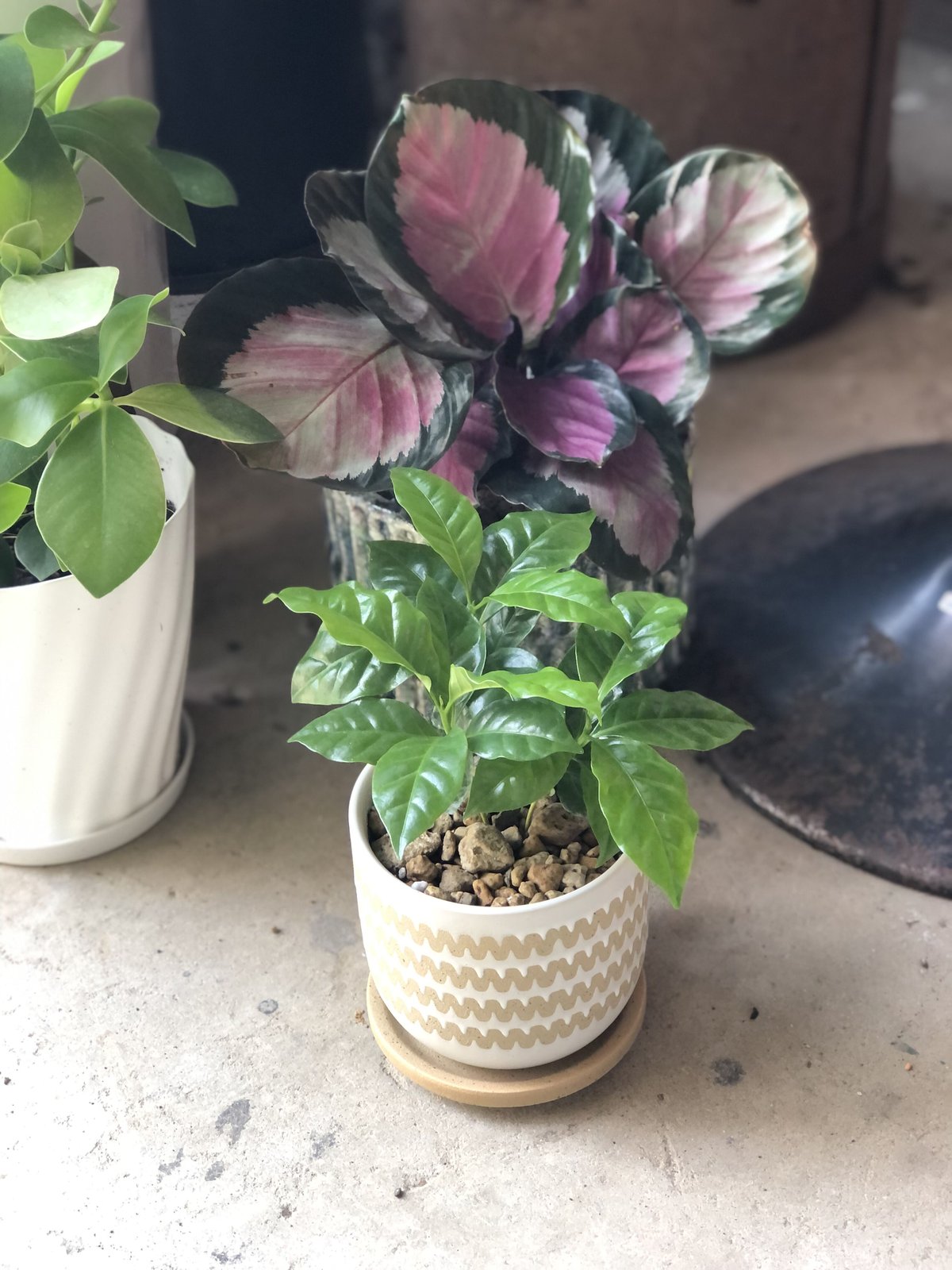 コーヒーの木　アラビカ種　希少花つき コーヒーの木 アラビカ種 希少花つき （アラビカコーヒーの木