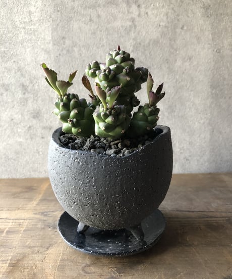 【1点もの】Monadenium ritchiei モナデニウム リチェイ