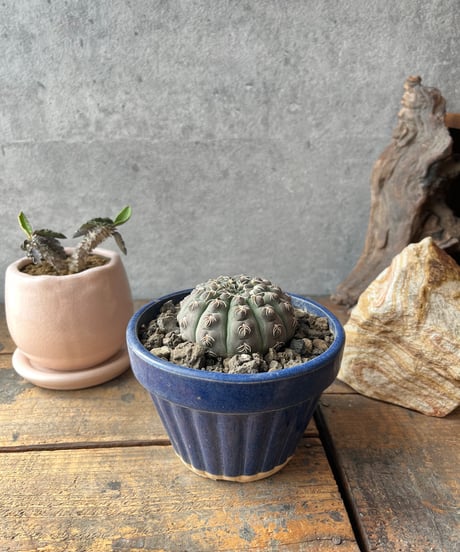 Gymnocalycium stellatum var. kleinianum ギムノカリキュウム 瑞昌玉