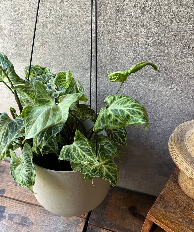 POT】吊り鉢/ Beige (Φ17cm) | ¨MONKEY TREE¨ by SABO