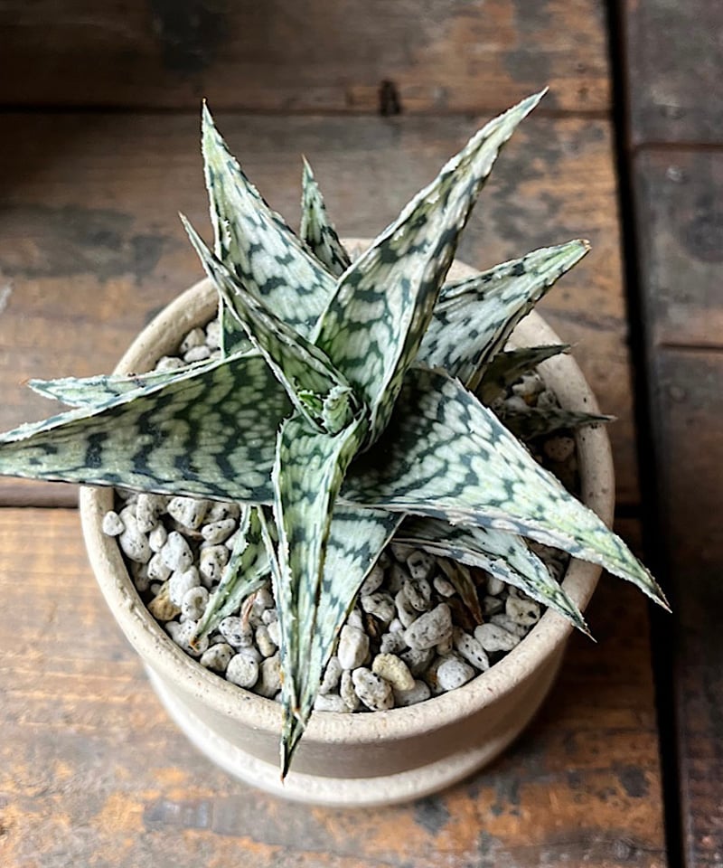 大きめのアロエ 楽天市場】観葉植物 キダチアロエ 5号鉢 アロエ 木立アロエ 観葉植物