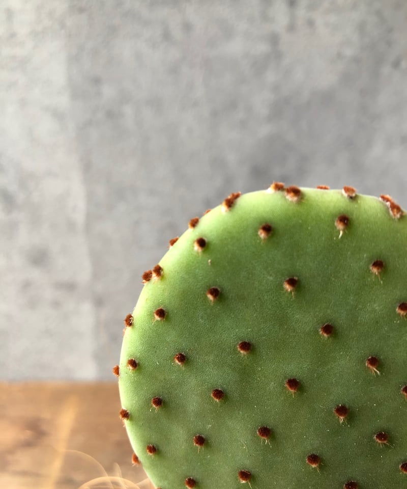 親木 opuntia bergeriana 紅花団扇 オプンチア ショップ サボテン