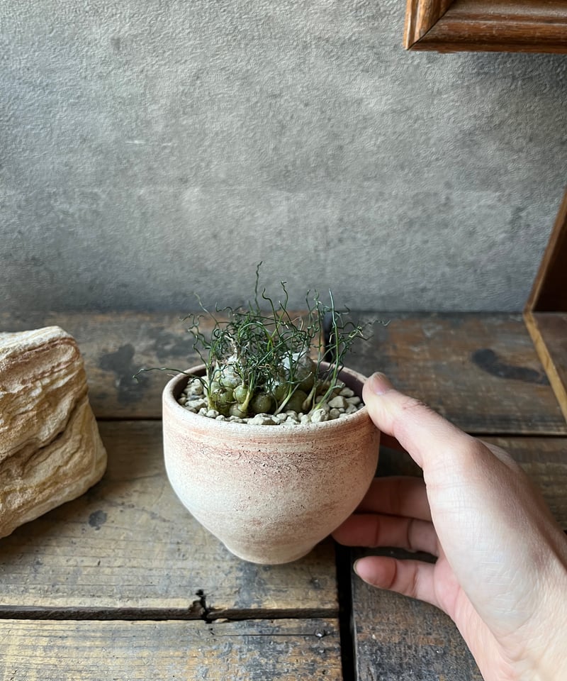 Ornithogalum tortuosum オーニソガラム トルツオスム | ¨MONKEY
