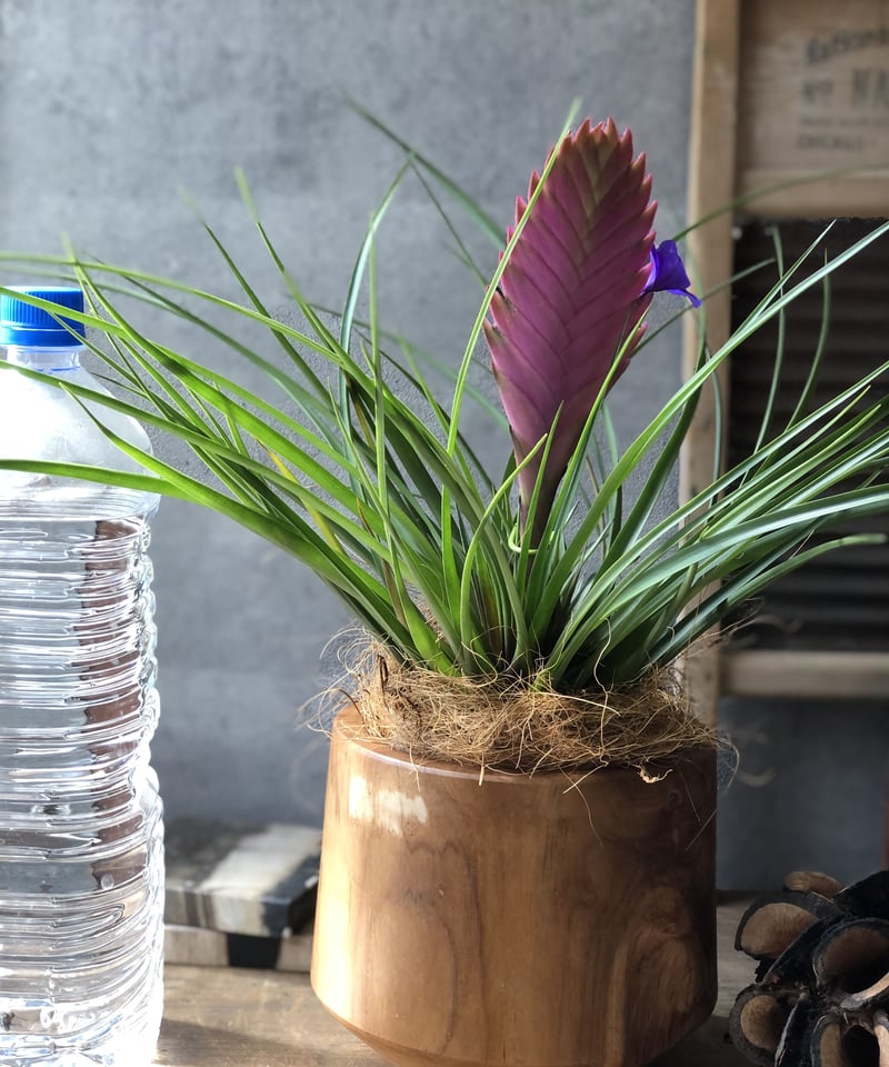 1点もの】 Tillandsia cyanea チランドシア キアネア | ¨MONKEY...