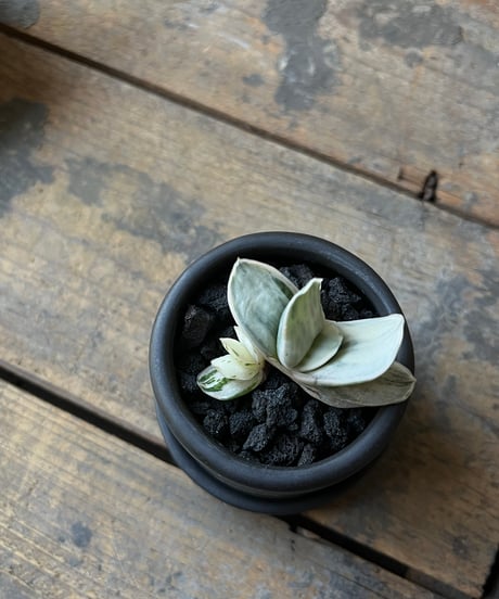 Gasteria 'Zouge Kodakara' ガステリア 象牙子宝 mini