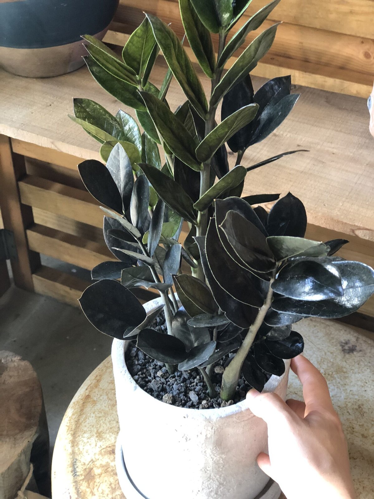 Zamioculcas zamifolia 'Raven' ザミオクルカス レイヴン |