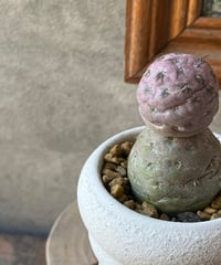 Tephrocactus geometricus テフロカクタス ゲオメトリクス