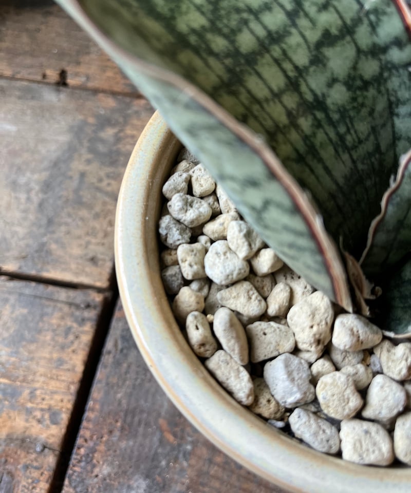 サンスベリア・シルバーブルー　斑入 S.Silver Blue Var Sanseveria kirkii Silver Blue サンスベリア シルバーブルー |