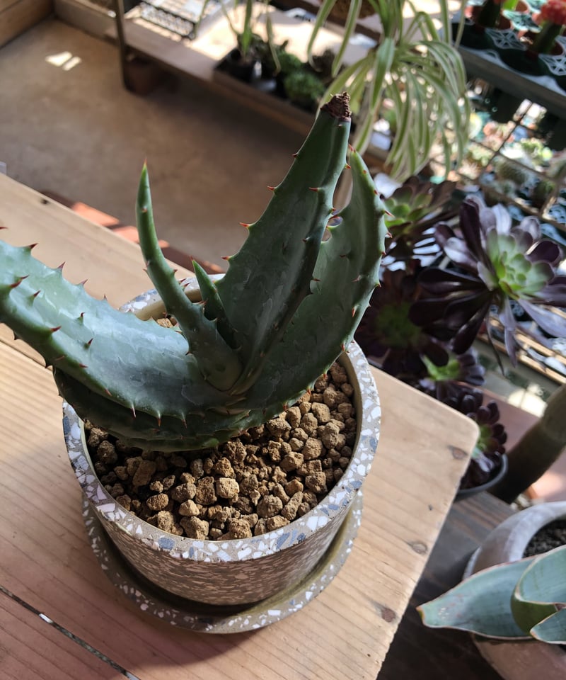 1点もの】Aloe marlothii アロエ マルロシー 鬼切丸 | ¨MONKEY TR