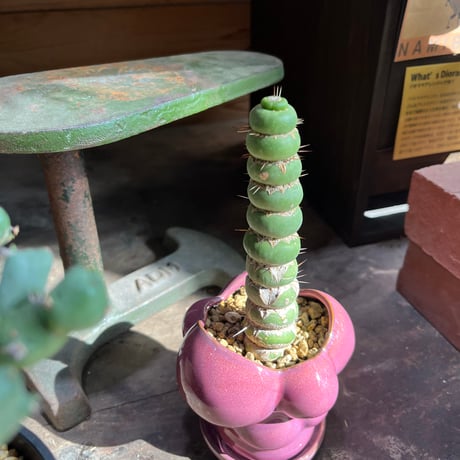 ユーリキニアカスタネアスピラリス | STORES