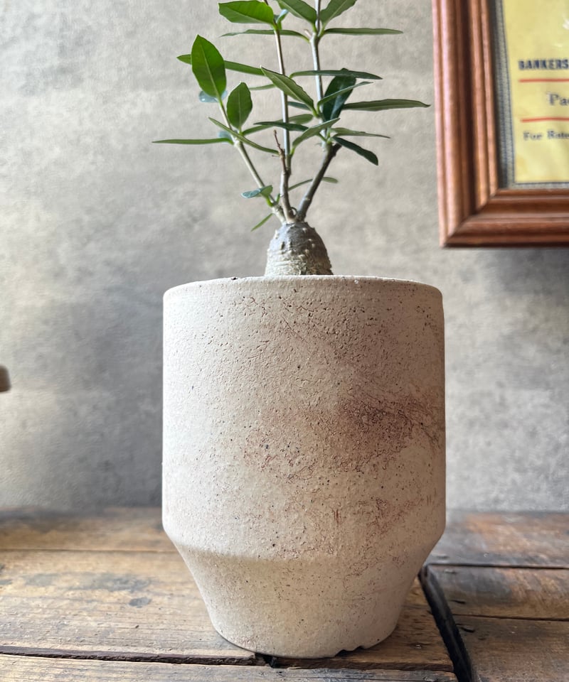 Fockea edulis フォッケア エデュリス 火星人 | ¨MONKEY TREE¨