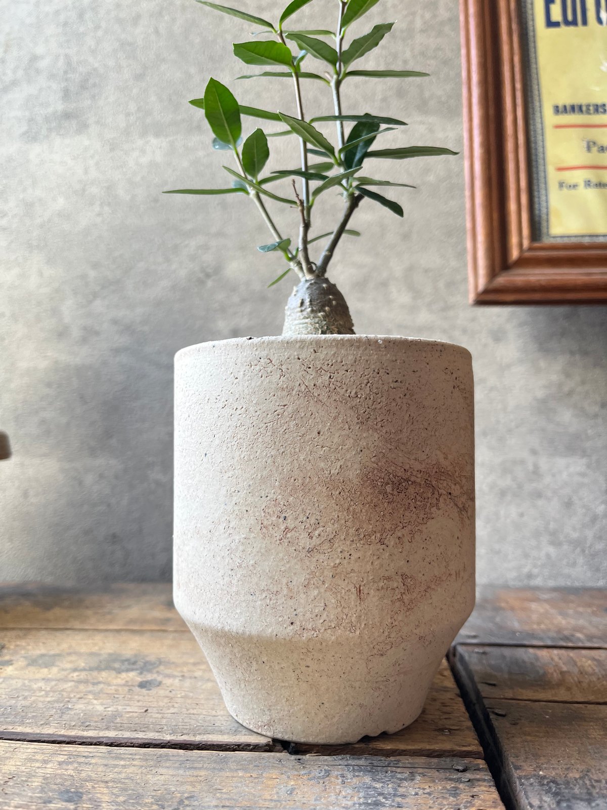 Fockea edulis フォッケア エデュリス 火星人 | ¨MONKEY TREE¨