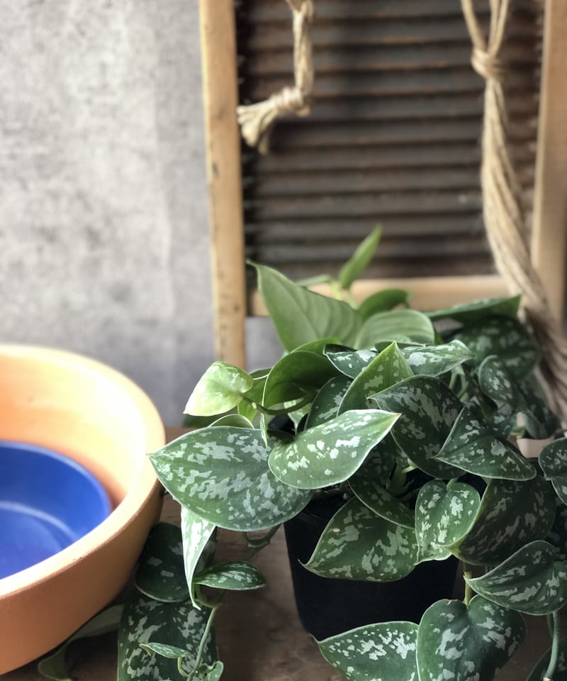 1点もの】ハンギング Scindapsus pictus スキンダプサス ピクタス