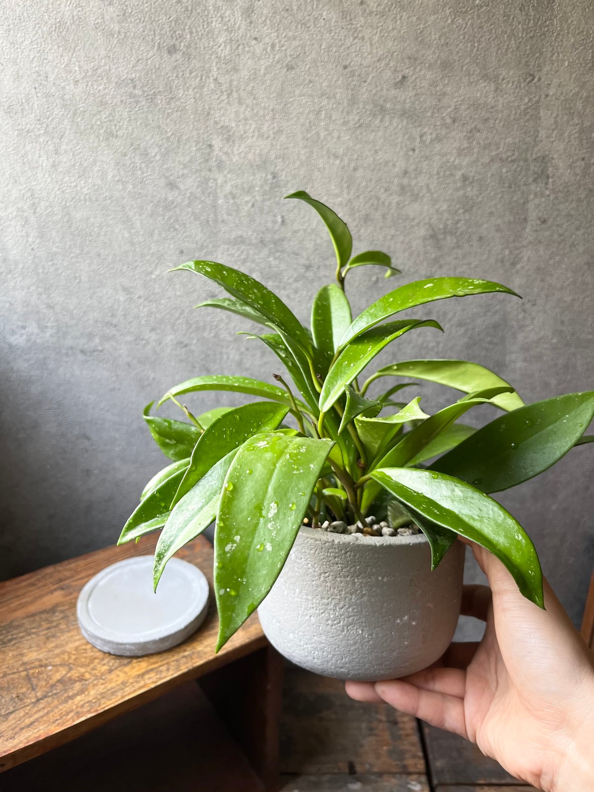 訳ありセール　レア　ホヤ　Hoya  cui silver サクララン レア 希少 ホヤ シルバーレディ Hoya silver lady サクララン