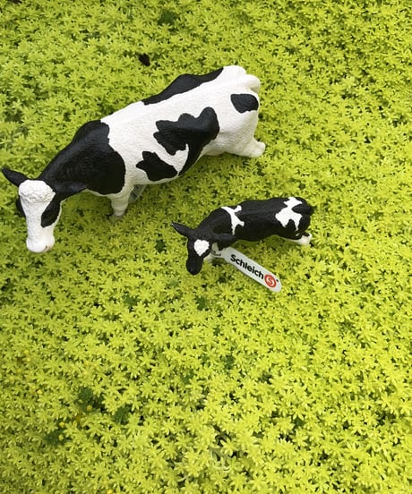 Schleich 2set ウシの親子