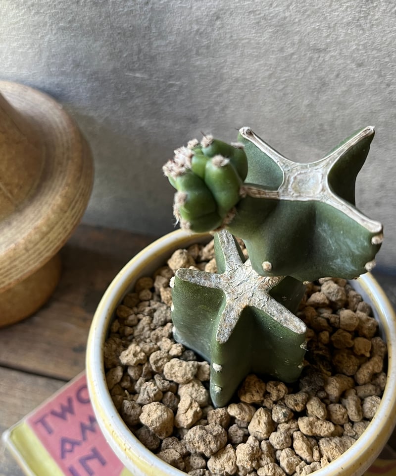 Cereus hildmannianus 鬼面角 ブランチ仕立て | ¨MONKEY TREE
