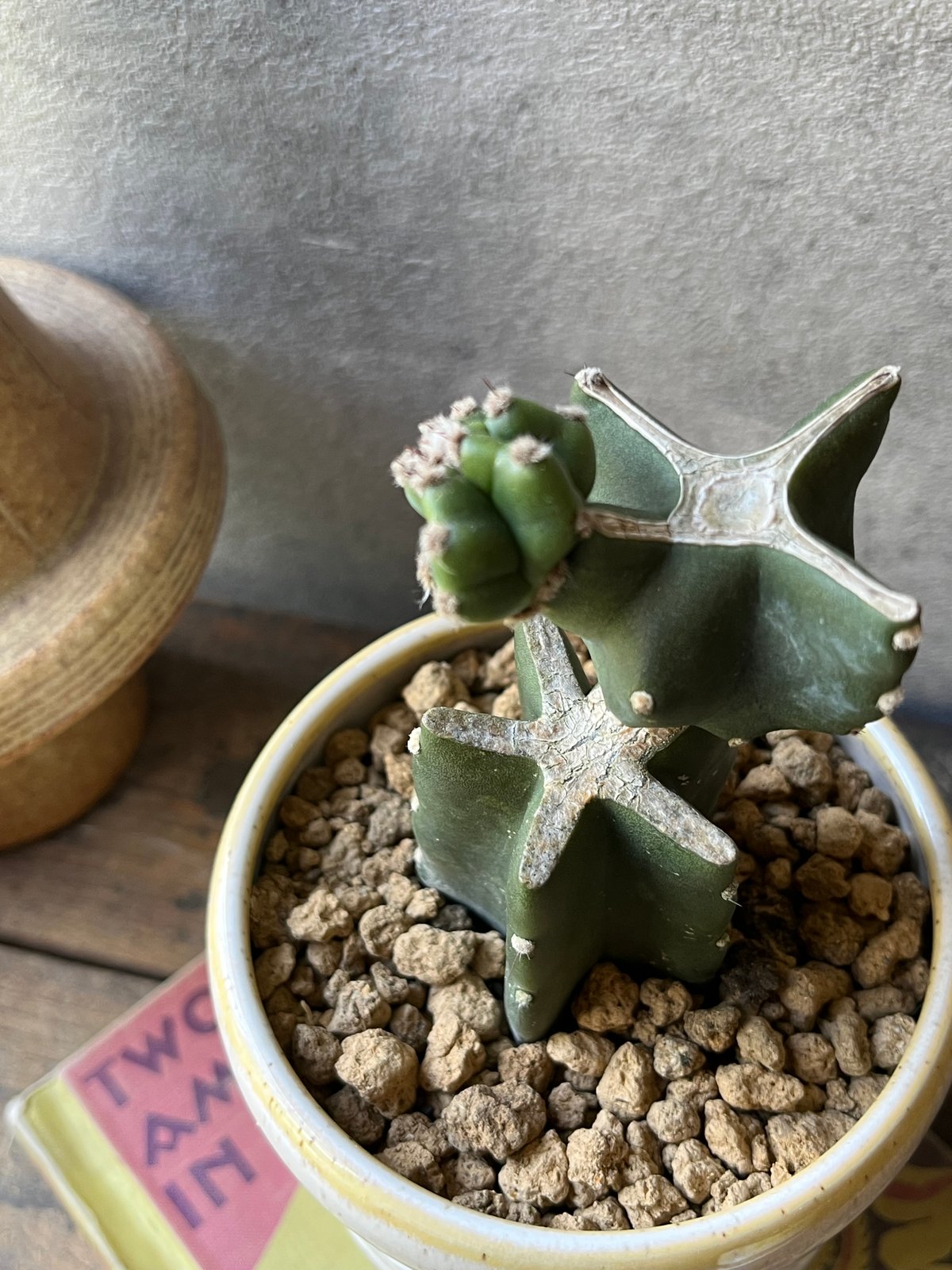 高品質 オポッサムの頭骨 ★ S サイズ Cereus hildmannianus 鬼面角 ブランチ仕立て | ¨MONKEY TREE