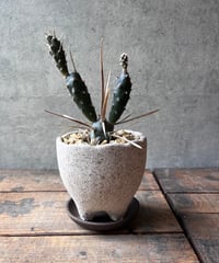 1点もの】Polaskia chichipe silver crystata 雷神閣綴化 |