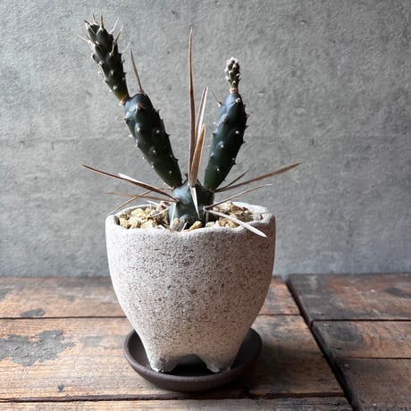 テフロカクタス | STORES