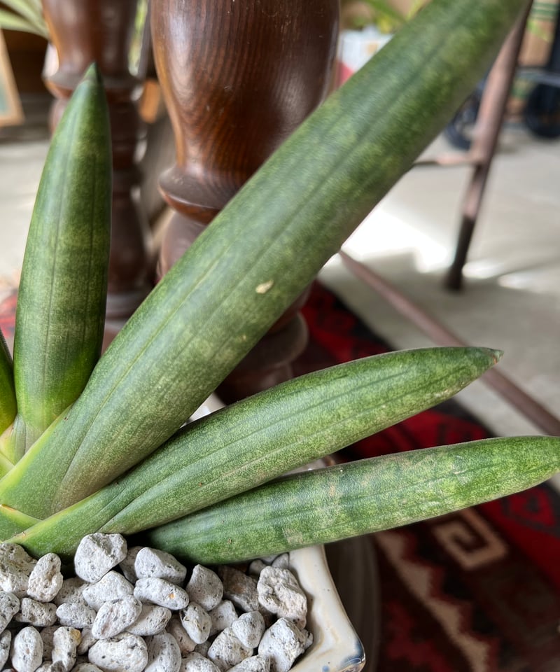 Sansevieria boncellensis サンスベリア 'ブラックボンセレンシス'