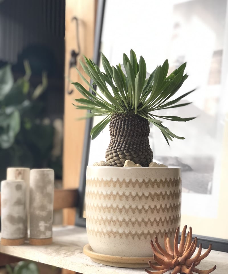 \"特大 美株\" ユーフォルビア 鉄甲丸 特大 美株