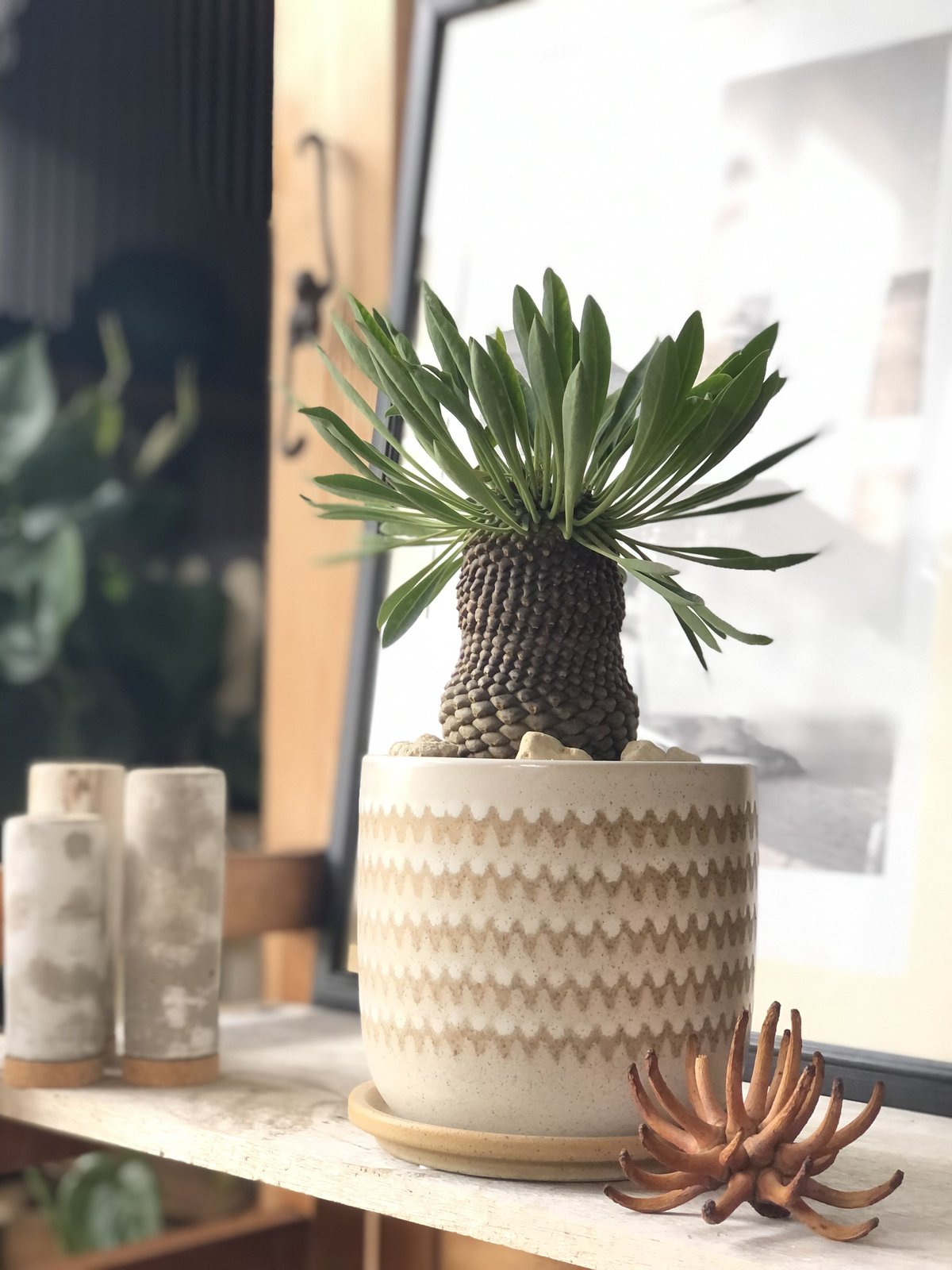 1点もの】Euphorbia bupleurifolia 鉄甲丸 | ¨MONKEY T