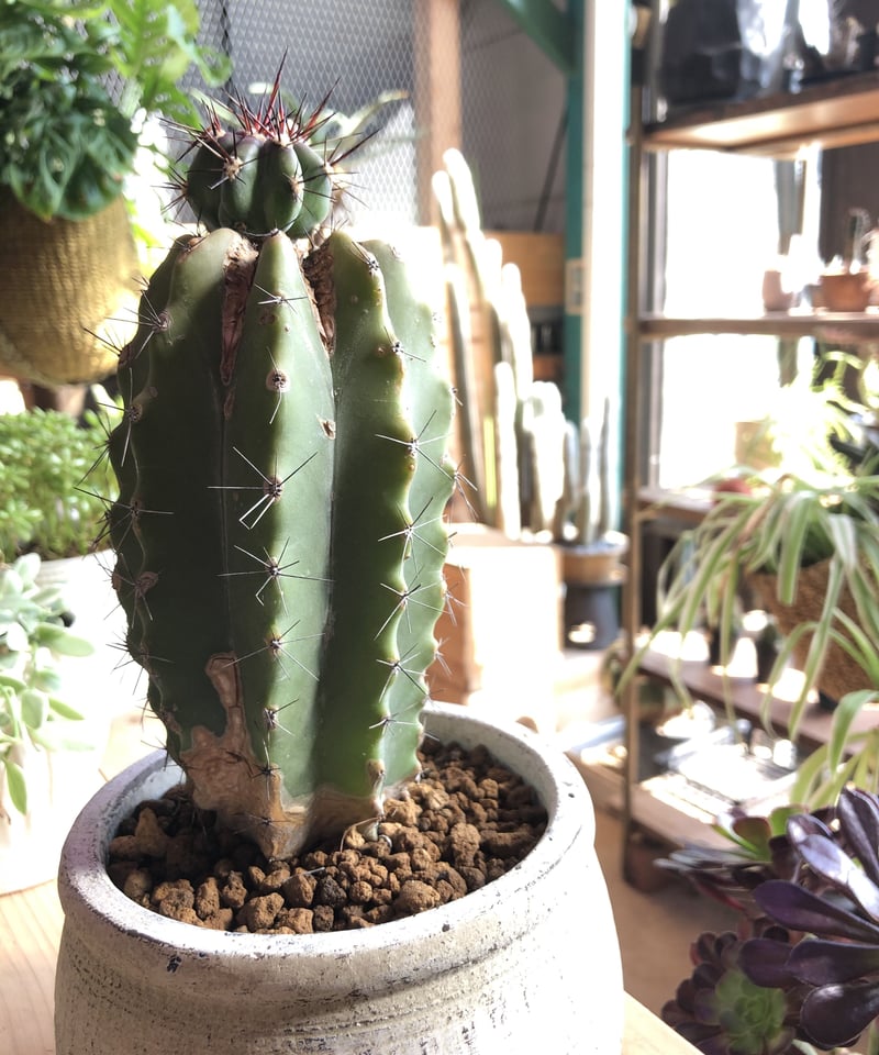 1点もの】Polaskia chichipe 雷神閣 | ¨MONKEY TREE¨ by