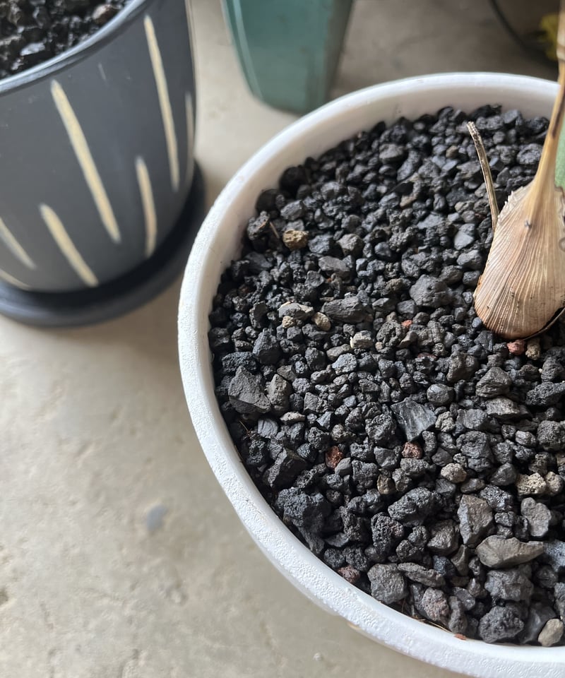 Chamaedorea tenella チャメドレア メタリカ／テネラ | ¨MONKEY